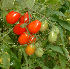 Cherry Roma - Tomat