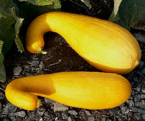 Squash - Yellow Crooked Neck