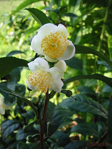 Ægte Kinesisk Te - Camellia sinensis.