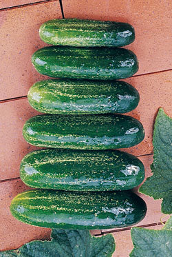 Homemade Pickle - Sylteagurk