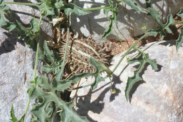Vild Afrikansk agurk - Cucumis africanus