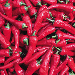 Cyklon - C.annuum