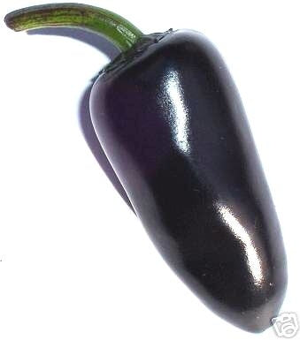 Czechoslovakian Black - chilli