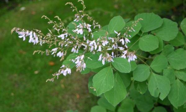 Desmodium tilifolium