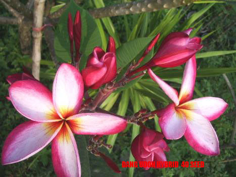 Plumeria -  Dang Udon