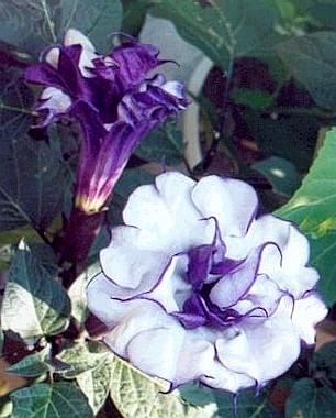 Pigæble - Datura 'Purple Queen'
