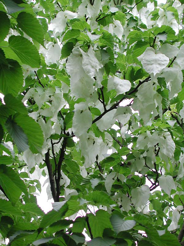 Duetræ - Davidia involucrata