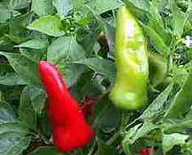 Fresno - C. annuum
