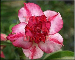 Ørkenrose - Adenium 'Double Delight'