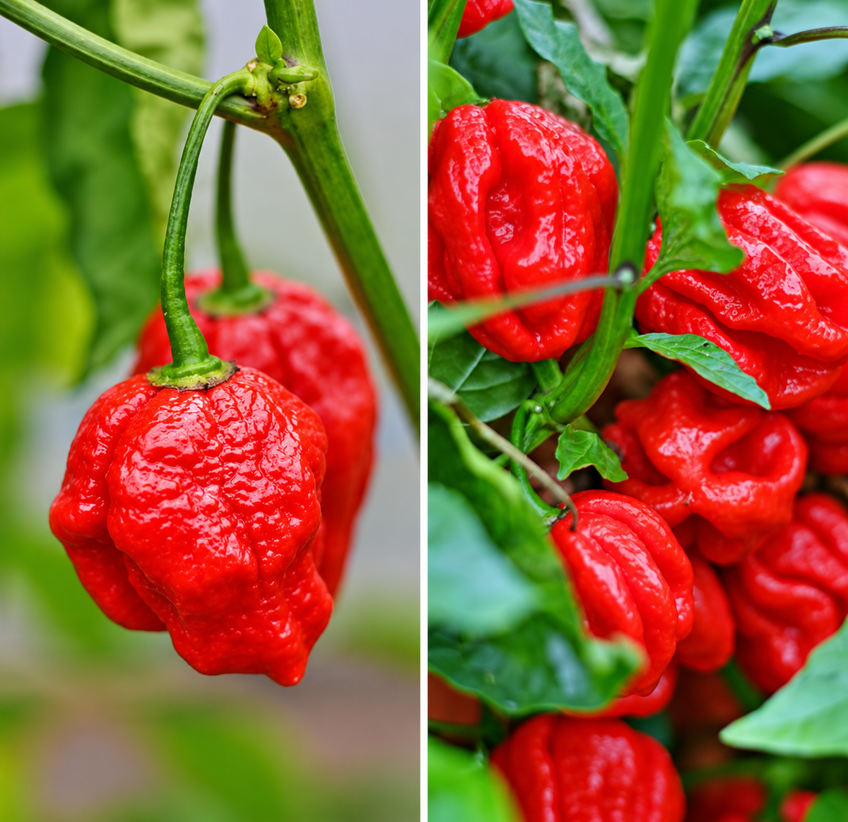 7 Pot Congo SR Gigantic