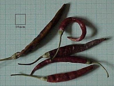De Arbol / Chicostle - C. annuum