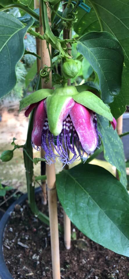 Passiflora 'decaisneana' - plante