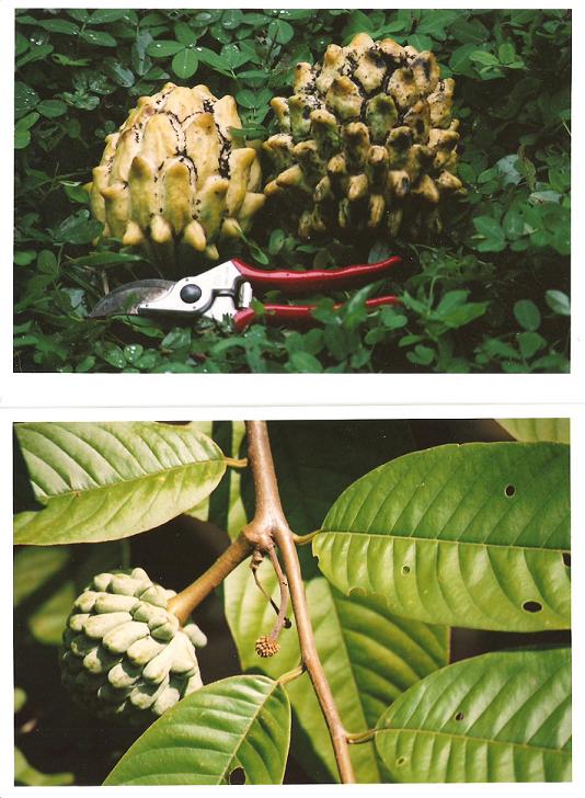 Biriba - Rollinia Mucosa