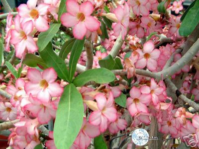 Ørkenrose - Adenium Arabicum 'Desert night Fork'