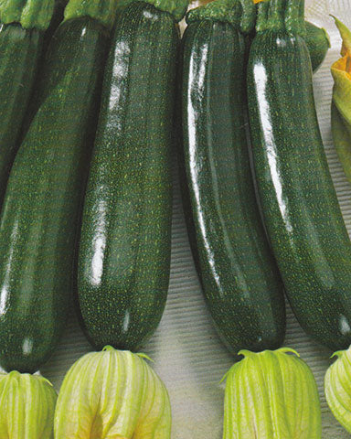 Squash - Alexander