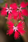 Strand Nellike Rød - Dianthus Superbus