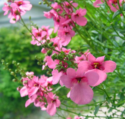Tvillingeblomst - Pink Queen - Diascia barberae
