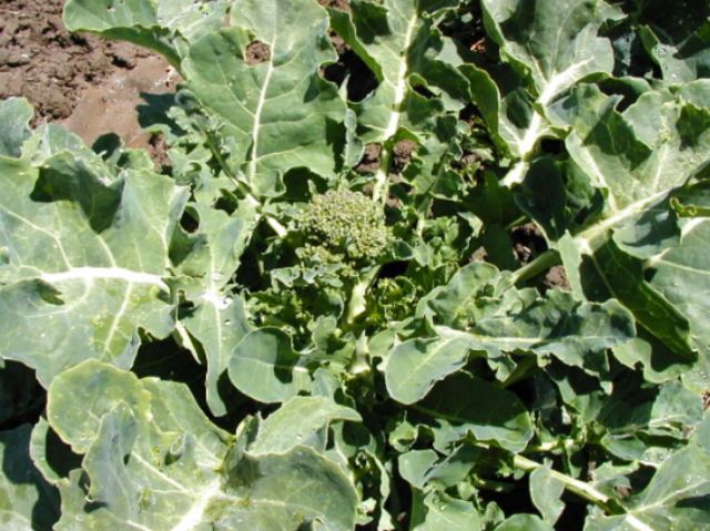 Broccoli - Di Cicco - organic