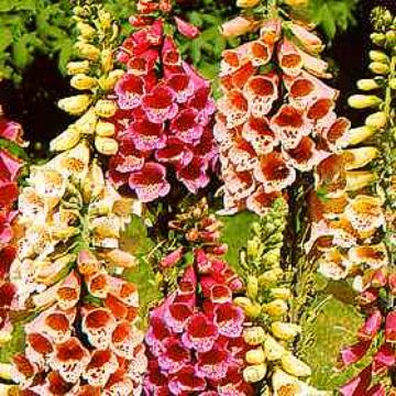 Fingerbøl - Digitalis - Foxy