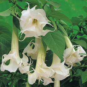 Pigæble - Datura stramonium  White Lady