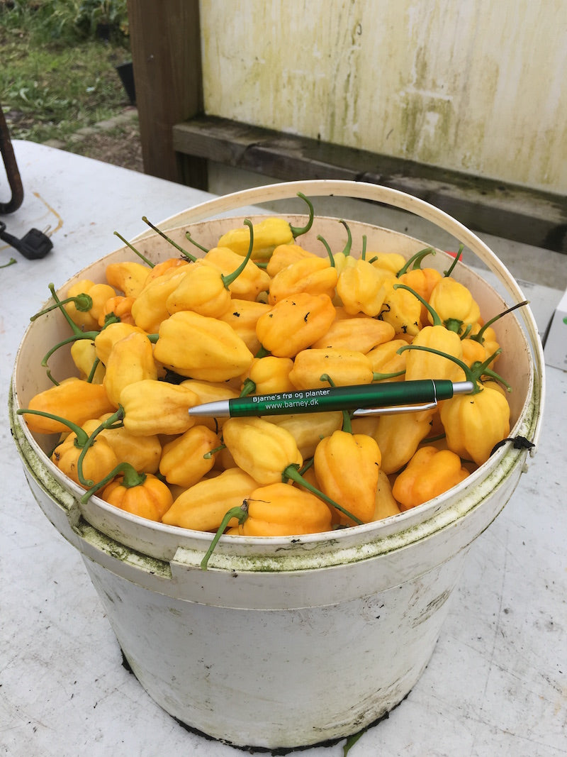 Dorset Naga Orange - C.chinense
