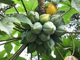 Bjerg Papaya - Carica pubescens