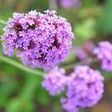 Violjernurt - Verbena rigida