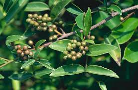 Zanthoxylum Nitidum - Stikkende Ask