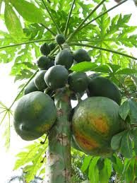 Vild Papaya - Carica papaya  - Wild small fruits