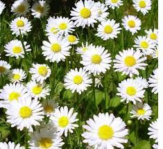 Kamille - Anthemis Nobilis