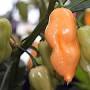 Habanero Peach - C. chinense