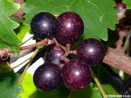 Almindelig Blå/Sort vin - Vitis rotundifolia