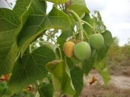 Ægte Purgernød - Jatropha curcas