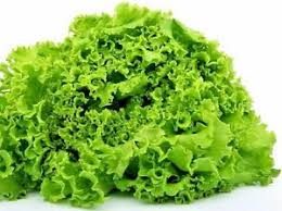 Salat - Lollo Bionda