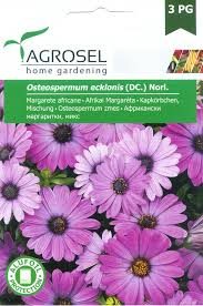 Afrikansk Marguerit - Osteospermum Ecklonis
