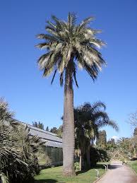 Chilensk Vin Palme - Jubaea Chilensis