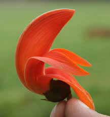 Flame of the forrest - Butea Monosperma