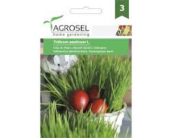 Hvedegræs - Triticum aestivum L. - stor pk.