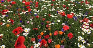 Blomsterblanding
