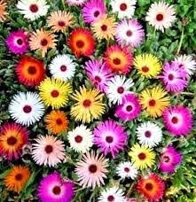 Ismiddagsblomst - Mesembryanthemum harlequin