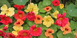 Blomsterkarse - Tropaeolum majus Hawaiian Mix