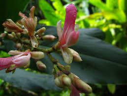 Alpinia nigra