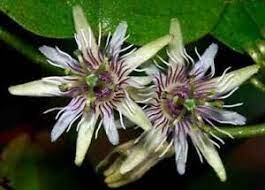Passiflora Sexflora