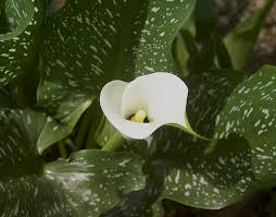 Calla/ingefær Lilje Broget - Zantedeschia Albomaculata