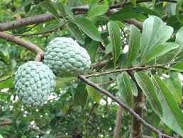 Sukkeræble - Annona Squamosa