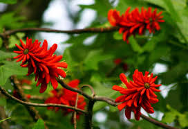 Aloe Coral Tree - Erythrina Livingstoniana