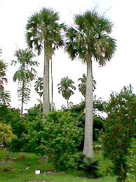 Palme - Sabal Causiarum
