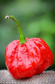 MOA Scotch Bonnet Red - Plante