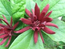 Calycanthus floridus var. floridus