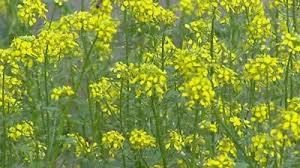 Gul Sennep - Brassica Yellow